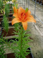 [1613 Tebaldi No02.JPG]